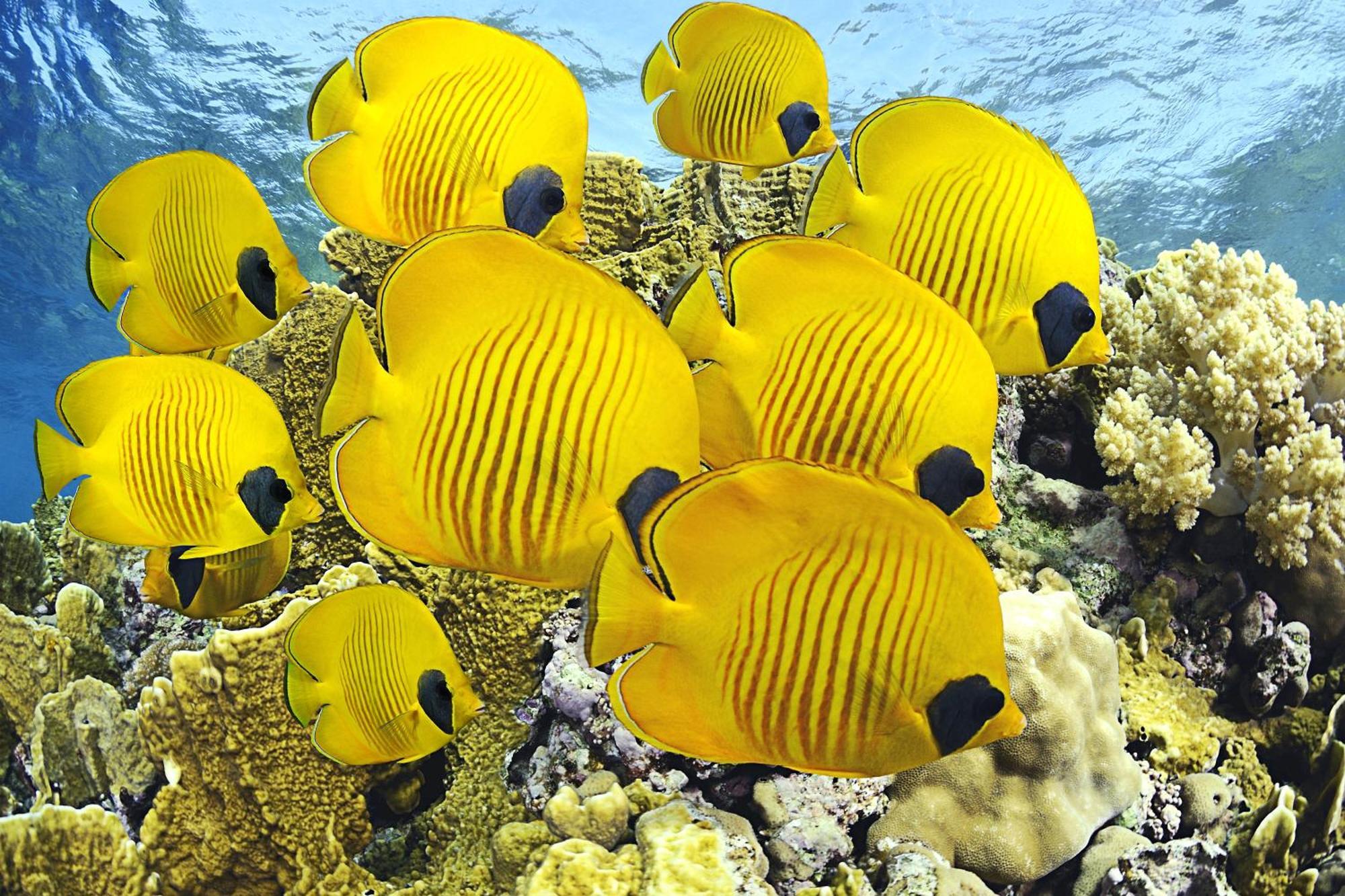 Roxon Red Sea Eilat - Adults Only Exterior foto
